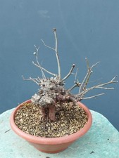 Pianta di mele Albero melo