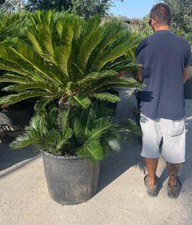 PIANTA DI CYCAS CICAS  PALMA