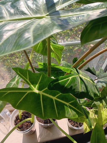 Different alocasia corms - (3),