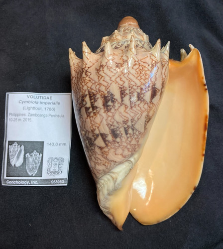 Volutidae cymbiola imperialis - volutidae,