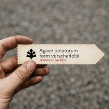 Agave potatorum form