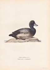 Bergente Anatra Anatre Uccello