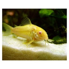 PESCE CORYDORAS AENEUS ALBINO