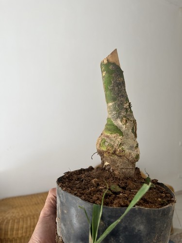 Bonsai olivastro pianta - bonsai,