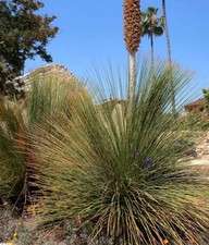 Dasylirion quadrangulatum |