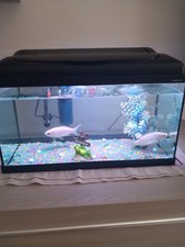 acquario 52 Litri Luce LED Filtro E Termostato Regolabile+ Mangiatoia Automatica