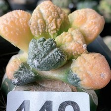 Vendita Pianta Ariocarpus Fis