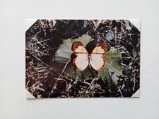 FIGURINA FARFALLE MAMMIFERI RETTILI B.M.G. 1975 PYRENE INSIGNIS n 21 CON VELINA