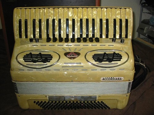 Accordiana excelsior - accordiana,