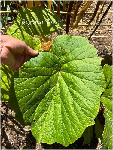 Begonia torsa bégonia - begonia,