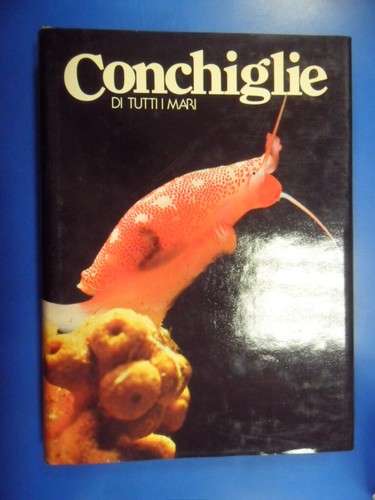 Conchiglie tutti mari 1 - i,