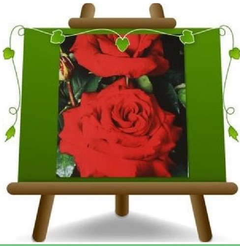 Rosa cespuglio rosso geranio - a,