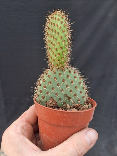 Opuntia pycnantha - , f