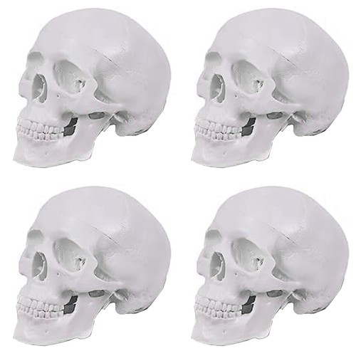 Modello cranio umano - modello,