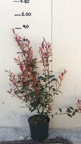 Piante photinia x - photinia,