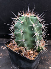 ECHINOCEREUS TRIGLOCHIDIATUS CACTUS PIANTE GRASSE AGAVE Y37