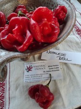 Peperoncino nepalese Bell - 5+