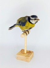 Taxidermy, Cabinet De Curiosites : Cinciarella  (Cyanistes caeruleus)