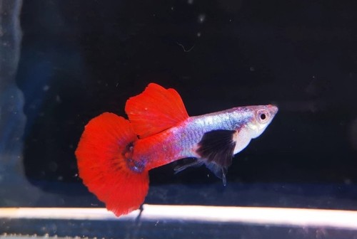 Pesci guppy piccoli - pesci,