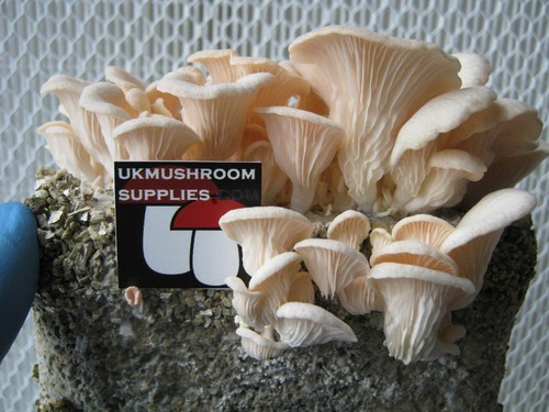 Ostrica rosa pleurotus - ostrica, 10