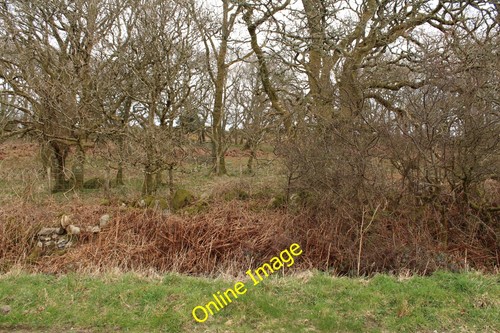 Photo 6x4 woodland frankie - photo, at