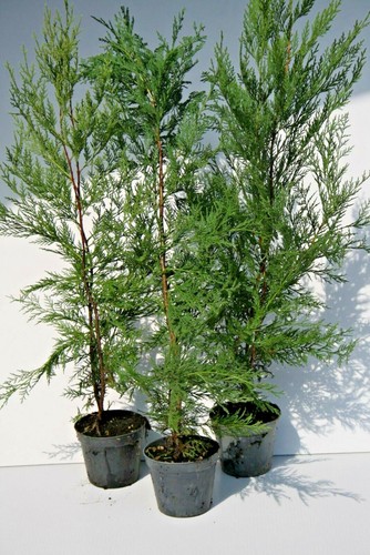Siepe cipresso leilandi - siepe,