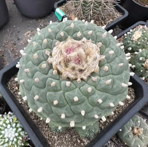 Caci giardino autoradicato