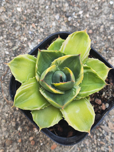 Agave victoriae reginae - -,