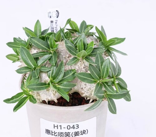 Sale rare cacti plant - sale,