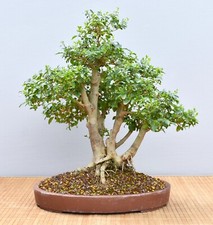 Bonsai di Ligustro da Interno