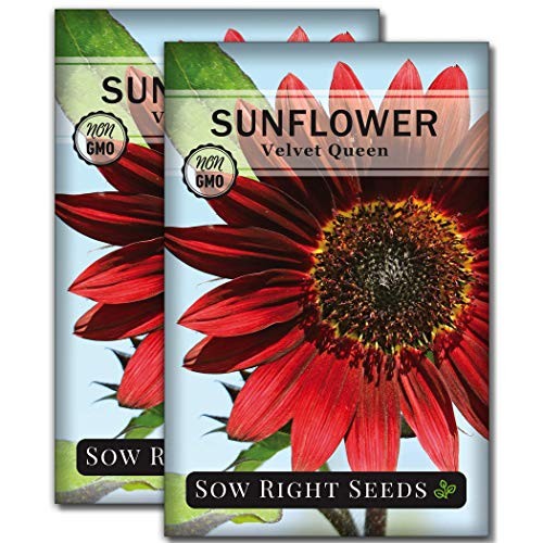 Semi di girasole - ,