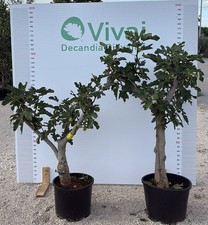 PIANTA di FICO in mastello 35