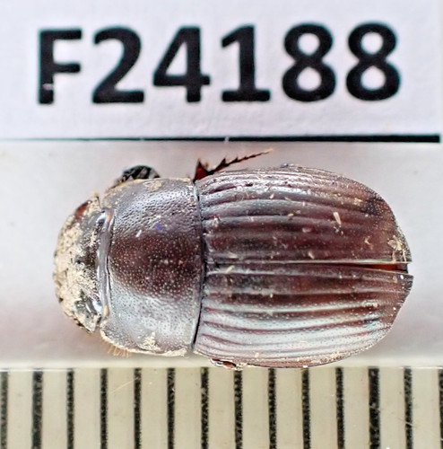 F24188 insetti scarabaeidea - f24188., insetti,
