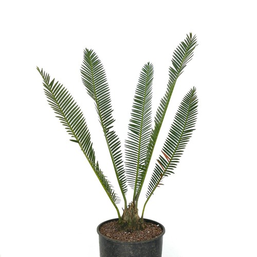 Dioon edule jacala form - edule,