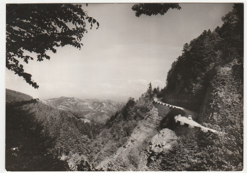 Foresta campigna forli - foresta, forli'