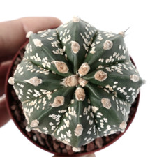 Astrophytum asterias OIBBO x