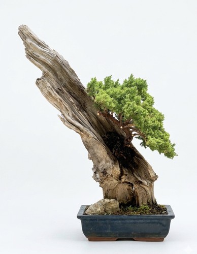 Juniper bonsai tanuki style - tanuki, on