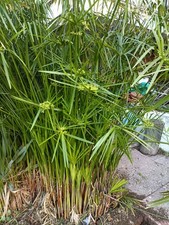 Cyperus involucratus falso - cyperus, (falso