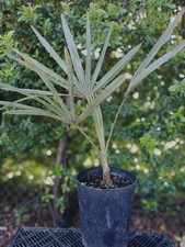 PALMA BISMARCKIA  NOBILIS