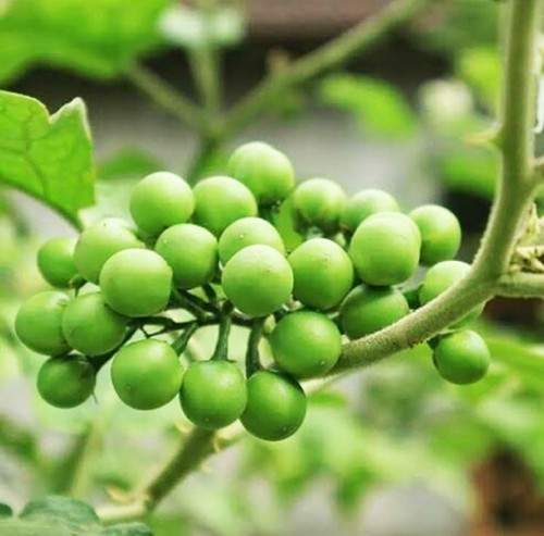 Piccola melanzana fresca