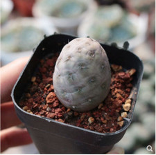 3-4 cm Cactus Succulento