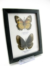 2 farfalle vere, imbottite