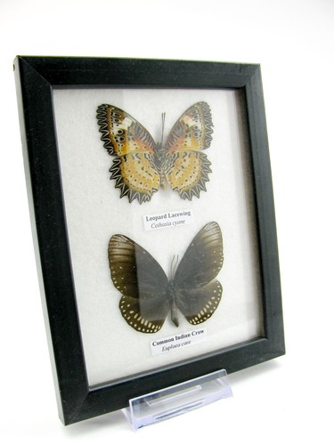 Farfalle vere imbottite - farfalle, vere,