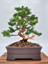 Bonsai di Ginepro Kishu