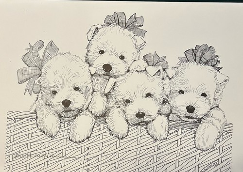 West highland white terrier - highland,
