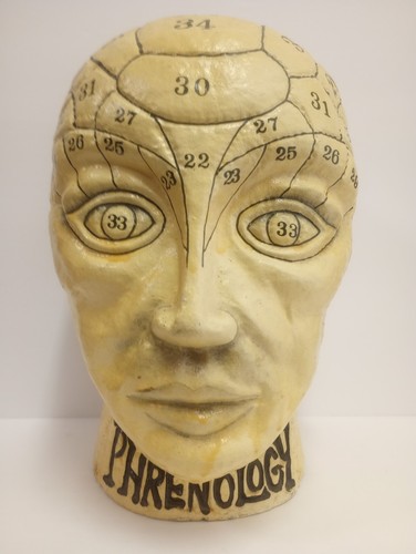 Busto frenologico cartapesta