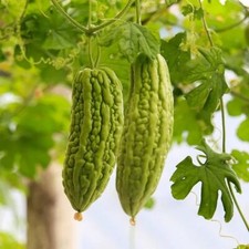Momordica charantia 'Verde'