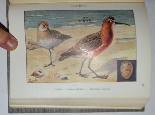 Uccelli francia fig 1934 - uccelli, di