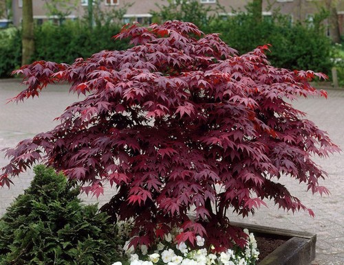 Acero rosso giapponese - rosso, "acer