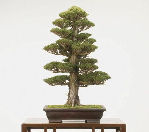 Cryptomeria japonica cedro - japonica,
